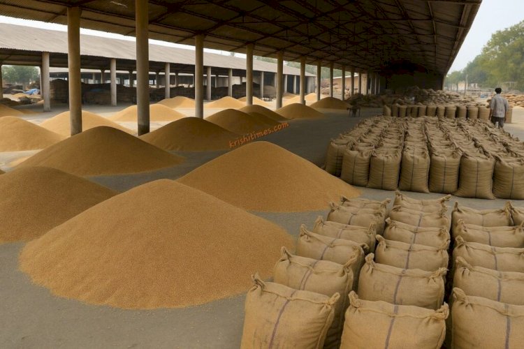 पंजाब सरकार का कमाल! 150 लाख मीट्रिक टन धान खरीद का ऐतिहासिक रिकॉर्ड! 11 लाख किसानों को मिला सीधा लाभ