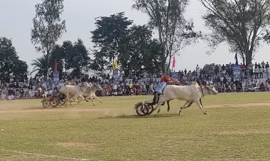 किला रायपुर ग्रामीण ओलंपिक 2026 के दूसरे दिन बैलगाड़ी दौड़ से गूंज उठा मैदान