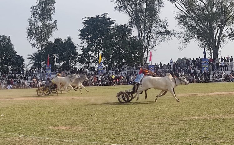 किला रायपुर ग्रामीण ओलंपिक 2026 के दूसरे दिन बैलगाड़ी दौड़ से गूंज उठा मैदान